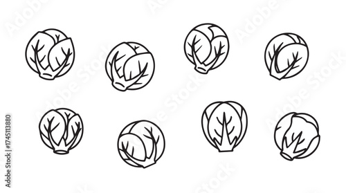 Hand drawn brussels sprouts collection assortment fresh healthy vegetable food ingredients for cooking vector