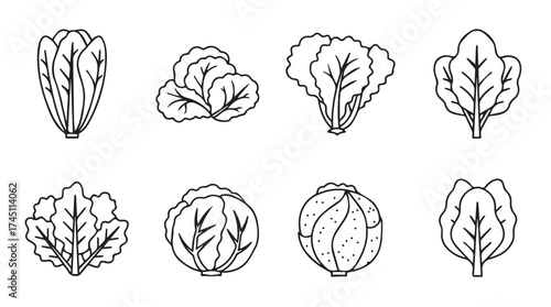 Collection of hand-drawn lettuce and cabbage varieties fresh organic vegetables line art vector