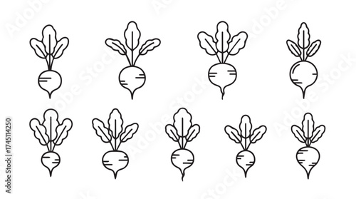 Hand drawn beetroot collection fresh organic root vegetables food ingredients design elements vector