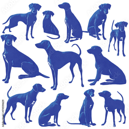 Elegant blue lacy silhouette collection