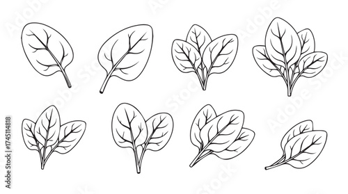 Fresh spinach leaves hand drawn sketch collection healthy organic greens food ingredients art vector