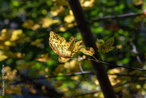 Leaf on a tree