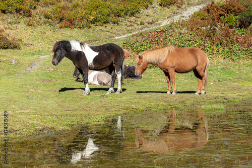 horses in the field