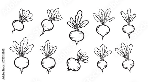 Hand drawn beetroot vegetables collection fresh organic root produce with green leaves doodle style vector
