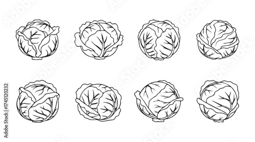Collection of hand drawn cabbage heads overhead view sketch style for healthy eating and agriculture vector