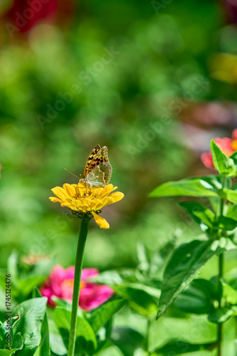 Butterfly on Yellow Flower in Garden