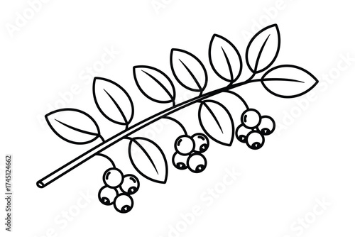 Detailed Outline of Berry Branch with Leaves on White Background, Botanical Illustration