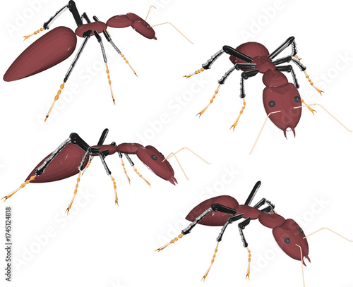 Vector sketch illustration of a poisonous red ant insect animal design with stingers and pincers on its face