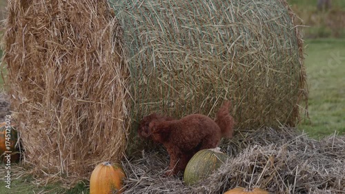 In a serene grassy area, a brown dog frolics among hay bales and pumpkins, delighting in every playful exploration, embodying the vibrant essence of autumn's charm.