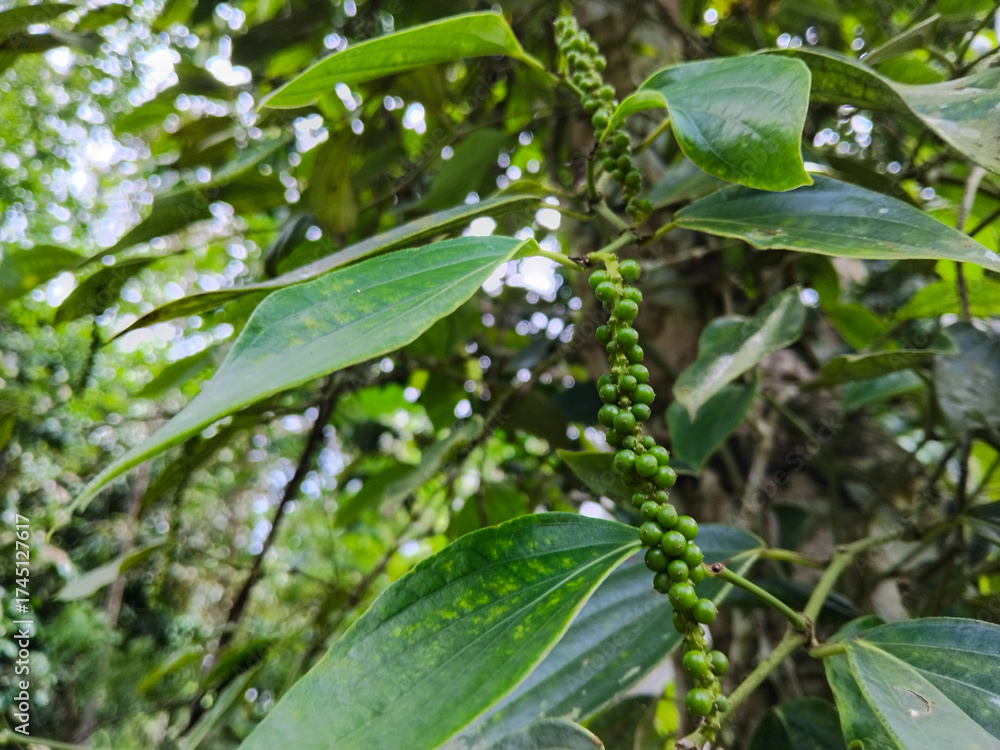 Obraz premium A close-up view of fresh green peppercorns (unripe pepper) growing on a healthy vine in a tropical plantation