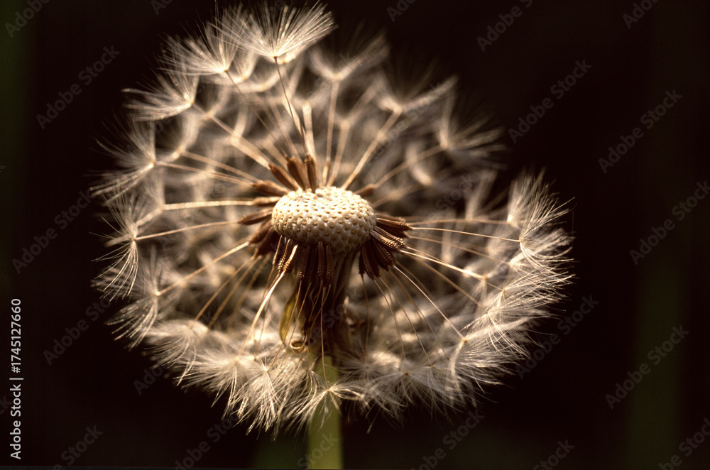 Fototapeta premium Taraxacum officinale, Pissenlit