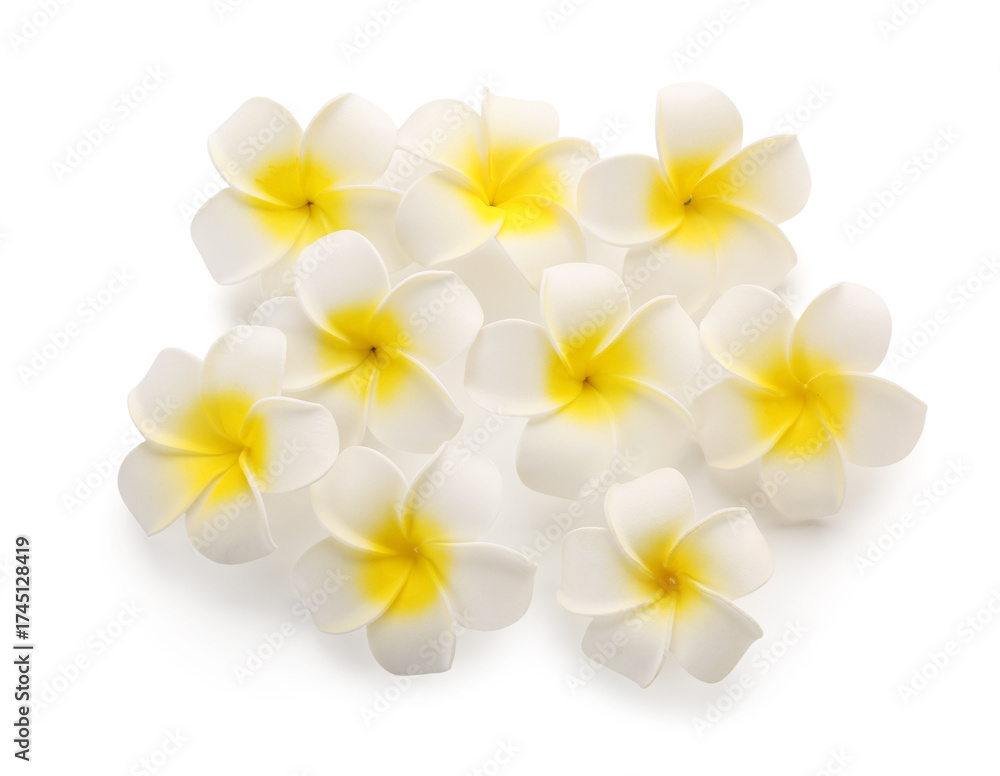 Fototapeta premium Many beautiful plumeria flowers on white background