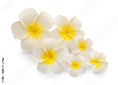 Many beautiful plumeria flo...