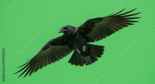 Majestic black crow soars with wings spread wide against a vibrant green backdrop showcasing natural flight dynamics and avian grace
