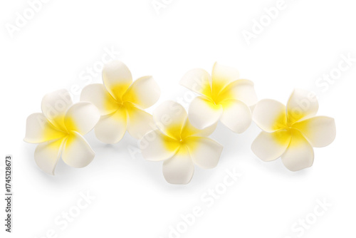 Many beautiful plumeria flo...