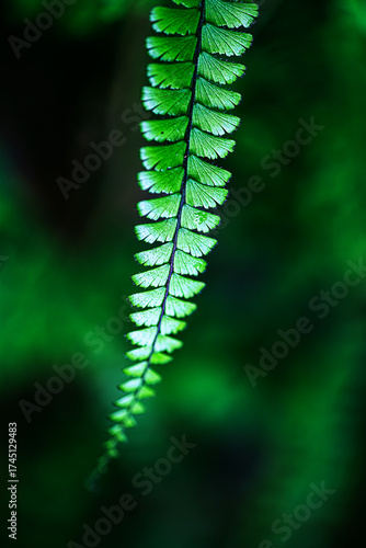 Fresh green fern leaves on black background in the forest sunlight. Texture of fern leaves, Rainforest fern. sustainability concept ESG, CSR, environmental care, business growth.