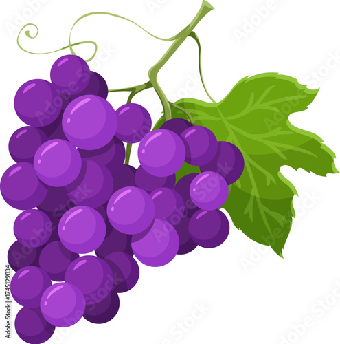 Thanksgiving celebration grapes harvest cartoon autumn object. Happy Thanksgiving season grapes harvest, autumn holiday isolated vector food. October ripe fruits with bunch of grapes purple berries