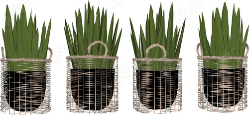 Vector sketch illustration of decorative design of decorative cactus plants in pots 