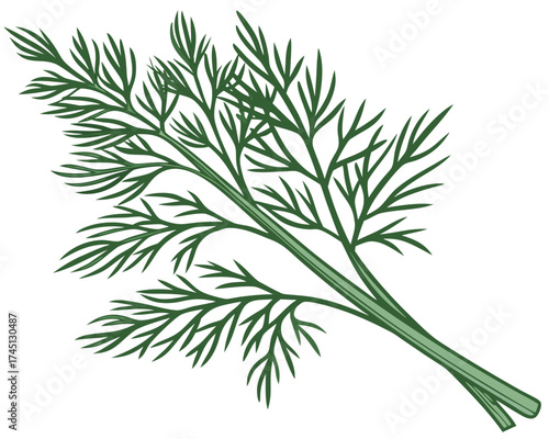 Fresh dill herb branch with lush green leaves on white background  