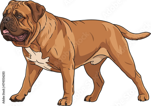 Dogue de Bordeaux dog walking trotting side view vector illustration
