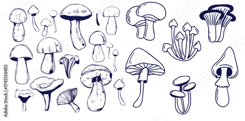 Outline mushrooms doodle big set. Fungi hand drawn sketch of various shapes and sizes isolated on white background