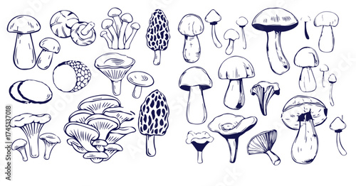 Outline mushrooms doodle big set. Fungi hand drawn sketch of various shapes and sizes isolated on white background