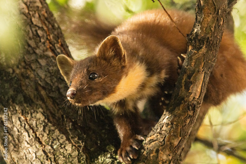 
A pine marten sits on a tree, a city dweller