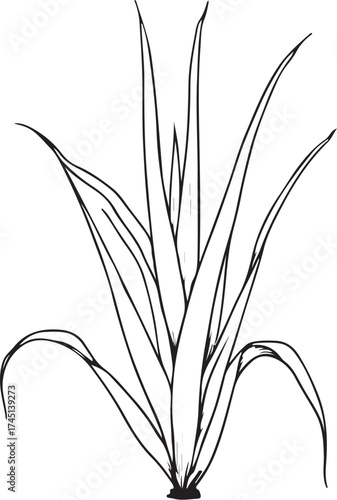 Aloe Plant Simple Hand-drawn Sketch Doodle Drawing Vector Illustration, Black and white Line Linear Isolated Art