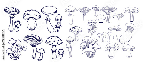 Outline mushrooms doodle big set. Fungi hand drawn sketch of various shapes and sizes isolated on white background