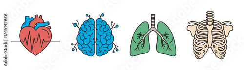 Colorful illustration of human heart, brain, lungs, and ribcage, showcasing different parts of the anatomy in a simplified style.
