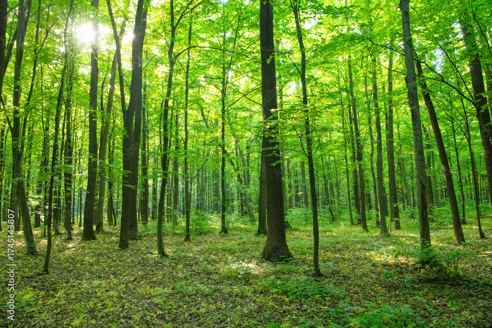 Obraz premium green forest background in a sunny day