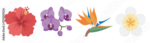 Four colorful, stylized flowers including a red hibiscus, purple orchid, orange bird of paradise, and white plumeria arranged in a row.