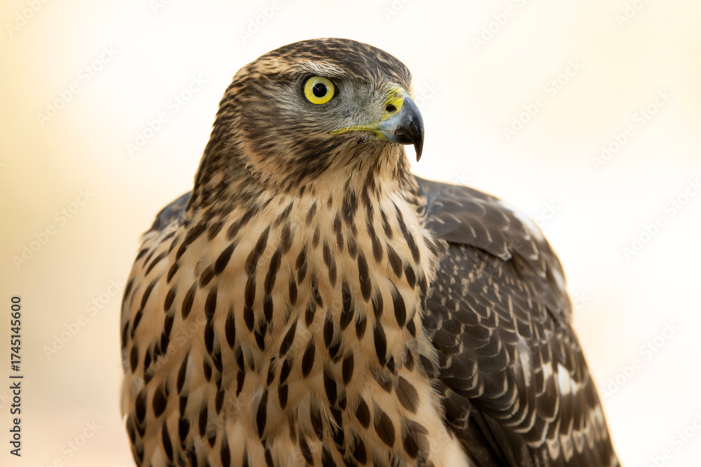 Fototapeta premium Detail of the head of a young female Northern goshawk in the last light of day
