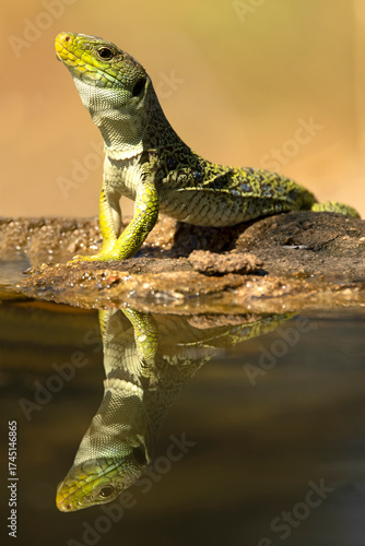 Ocellated lizard drinking at a watering point in a Mediterranean pine and oak forest at first light on a summer day
