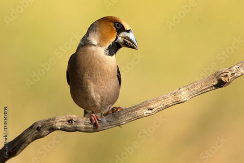 Male Hawkfinch in an oak and pine forest in the last light of day