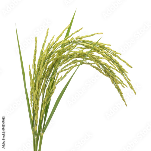 Wallpaper Mural Rice Stalk with Grains and Green Leaves Against Black Background Torontodigital.ca