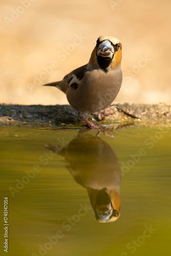 Male Hawkfinch drinking at a watering point in a pine and oak forest at first light on an autumn day