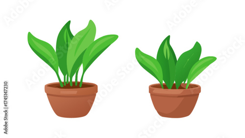 Two potted plants illustration for indoor gardening and home decor ideas and plant care guides online