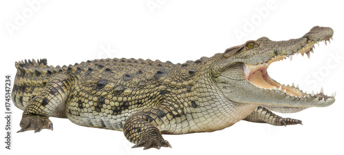 Wallpaper Mural Crocodile with Open Mouth in Transparent Background Showing Teeth Torontodigital.ca