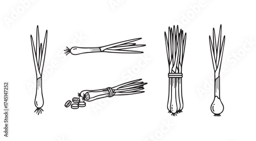 Hand drawn scallions fresh green onions bunch isolated sketch style food ingredient vector