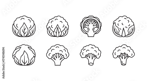 Collection of hand drawn sketch style broccoli and cabbage heads for healthy food designs vector