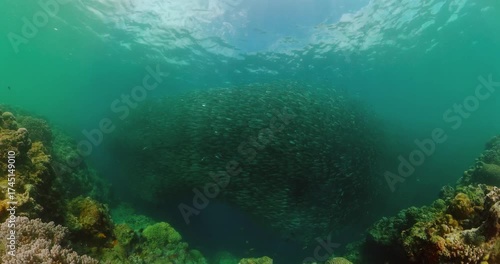 Beautiful sardine run over coral garden. Underwater life scene with fish.