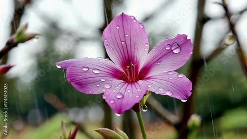 View the delicate, beautiful magenta and pink flower glistening with fresh raindrops, captured in close-up detail during a soft, quiet rain shower in the garden