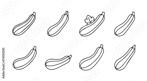 Hand drawn zucchini illustrations collection fresh organic vegetables sketch art isolated vector