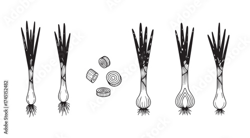 Elegant crystal champagne flutes with fresh green shoots isolated on vector