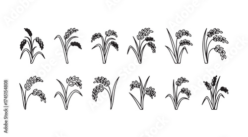 Collection of detailed botanical drawings of wheat stalks in various stages of growth vector