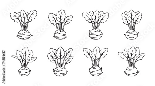 Collection of hand drawn root vegetable plants harvested and ready for use vector