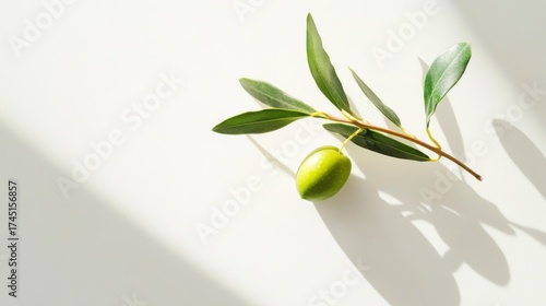 Olive branch with green leaves and single olive on white background
