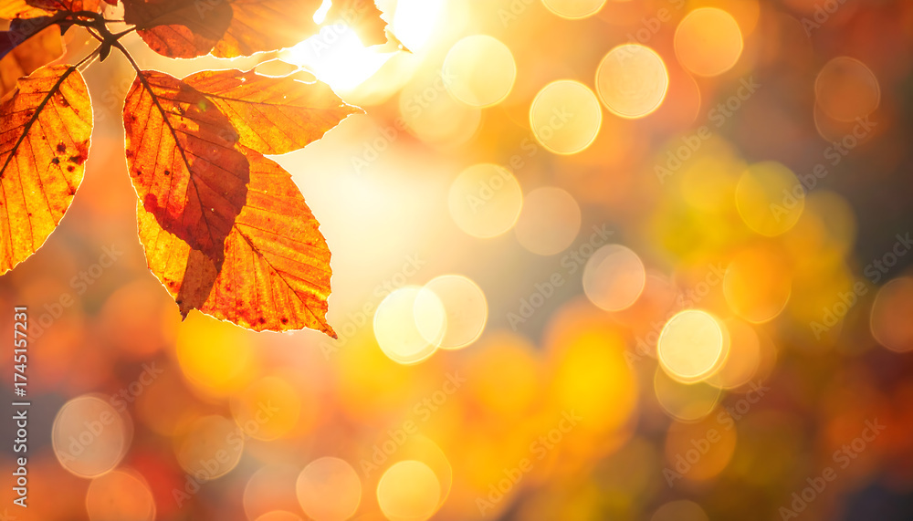 Fototapeta premium 木漏れ日に輝く紅葉の葉｜Autumn Leaves Shining in Sunlight