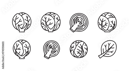 Set of cabbage and lettuce icons fresh healthy vegetables line art style vector